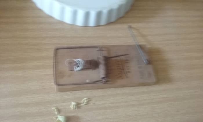 The photo above is the rat trap that I set to catch the rat, I set the rat trap on this same desk that the rats where taking the broad-beans away, but it didn't work, because the rat ate the food, but did not spring the trap.