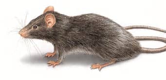 I have picked the picture of this rat from the Internet, just because it is slander, it has a long tail and is the same colour of the rat that came in our room, and caused so much damage, and we are going to talk about in this article.