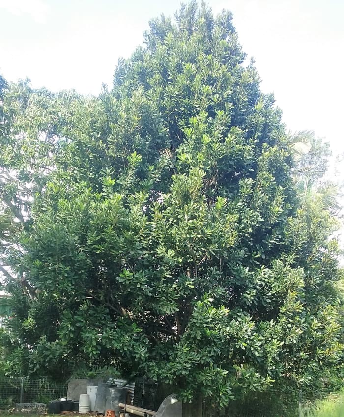 The macadamia nut tree in the backyard is growing well, and every year is loaded with nuts, when my children were young, they like to eat those nuts, so, I had to sit down in its shade and crack the nus to give to them, it was fun then.