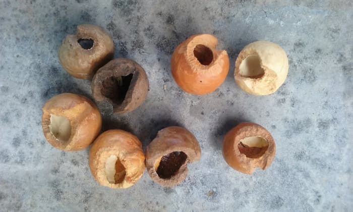 The nut shells you see here, are the nut shells that we find under our macadamia tree. Because of these rats problem, we may have to cut our macadamia tree down, which is something that I don't like to do, as it is a beautiful and shady tree.