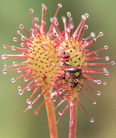 This Carnivorous Sundew Plant capture prey on it's sticky testicles. Some species even live in North America.