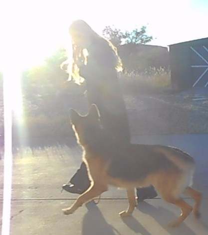 Attention heeling can help your dog walk by distractions without pulling.