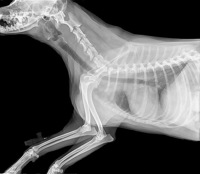 Figure 3. The image shows an X-ray of an adult cat. You can verify that on the right front-limb, there is a catheter inserted on the vein. It is supposed to be visible on an x-ray as a safety measure.