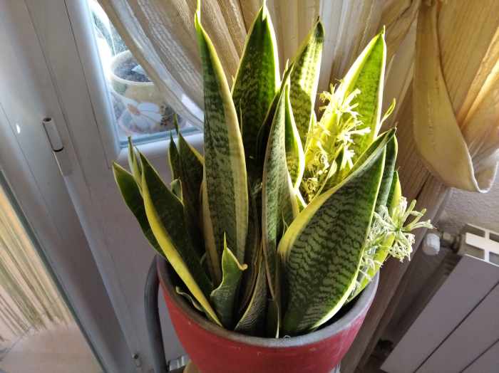 How to Get Your Snake Plant to Bloom Fast With Images of Flowering