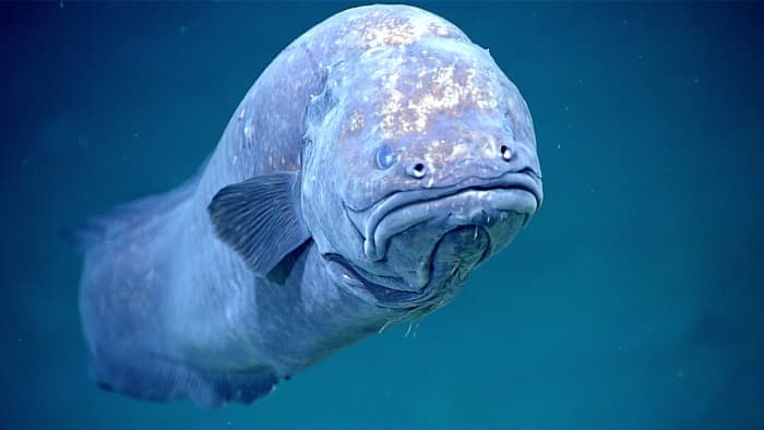 A grumpy-looking cusk eel