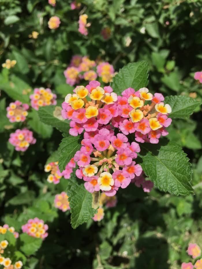 After I lost my husband, I didn't have the energy to keep up with my garden. Luckily, my neighbor offered to help.