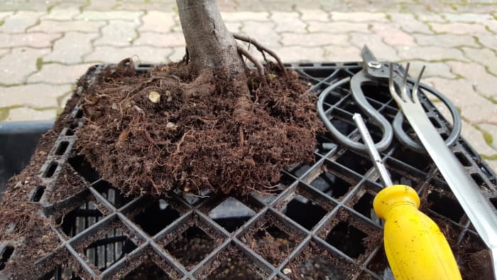 Note how much soil material has been dislodged off the root ball. This approach will allow you to introduce new fresh material into the root system.