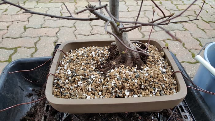 Finishing touches to the tree is to make sure all soil is incorporated into the pot and root mass.