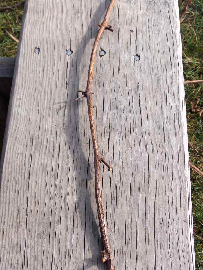 How to Make a Grapevine Basket Photo Guide