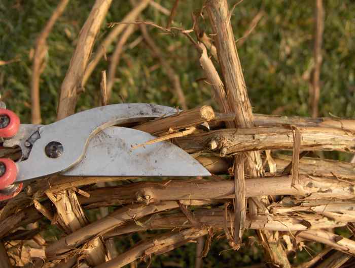 How to Make a Grapevine Basket Photo Guide