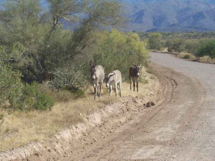 Arizona wild burros, the progeny of 16th - 19th century prospectors, are perfectly adapted to desert conditions.