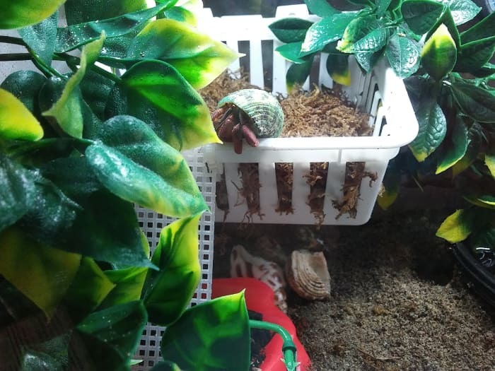 Moss pit made from a simple plastic basket hung on Command hooks, with vines and piece of plastic canvas attached with zip ties for ladders.