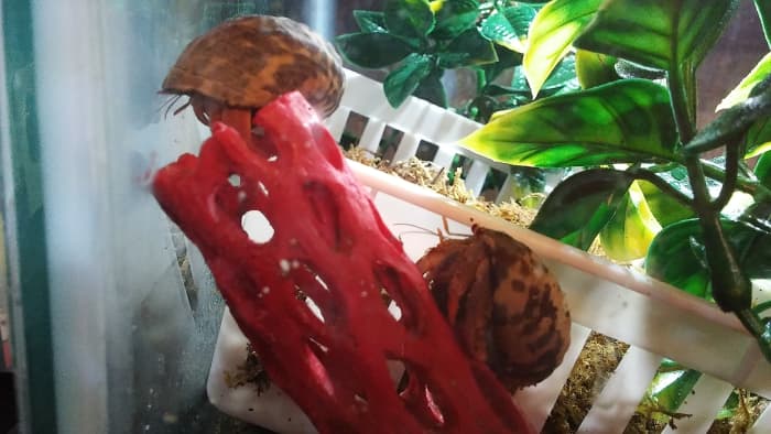 Land Hermit Crab Basic Care Guide - PetHelpful