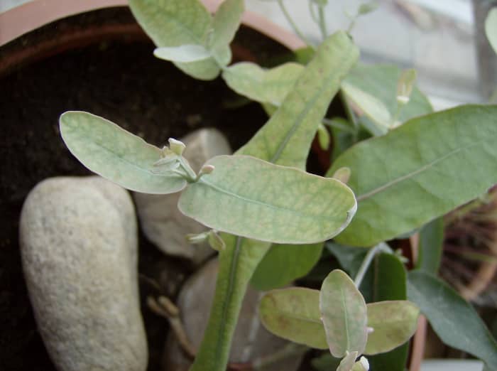 Here is an Eucalyptus globulus. Learn how to grow eucalyptuses like this one by following this guide.