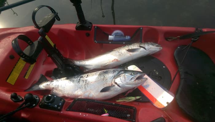 When targeting Coho and other predatory fish, a fish finder is invaluable for locating schools of bait fish.