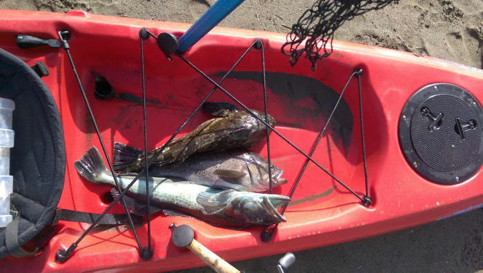 Lingcod, Rock Fish, and Cabezon, three fish species which all congregate near rock piles and underwater structure. A fish finder is crucial for finding these fish holding features.