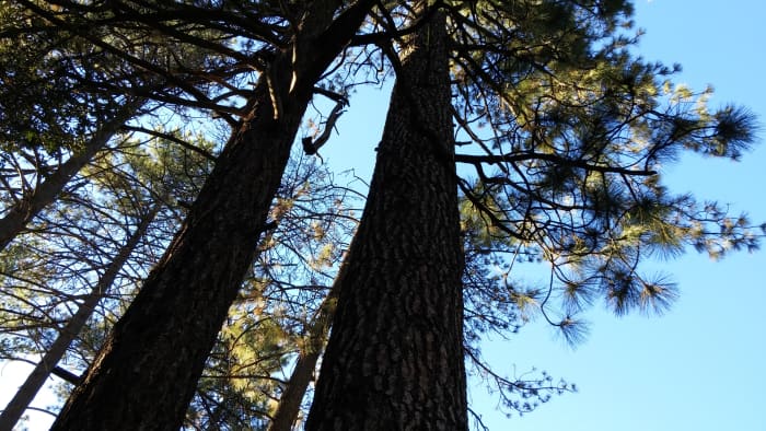 Look for harmony and balance in nature. Gain inner strength from majestic trees. Follow nature's example to live worry free.