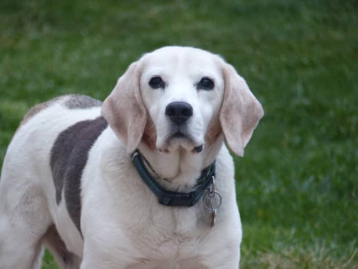 Without regular grooming and maintenance, dogs can become sick from bacteria or other infectious agents that accumulate in certain parts of their bodies.