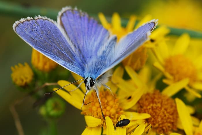 The The Common Blue (Polyommatus icarus) Butterfly may only live as long as two weeks