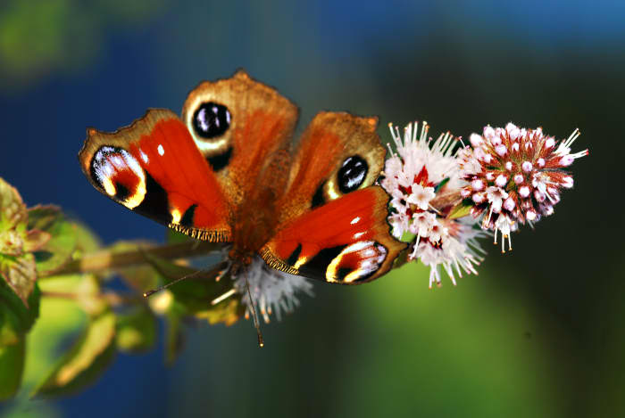 The European Peacock (Inachis io) Butterfly sucks the nectar of a wild water mint flower
