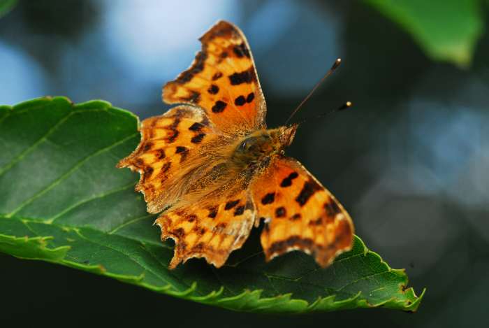 The Magical World of Butterflies and Dragonflies Seen Through a Macro ...