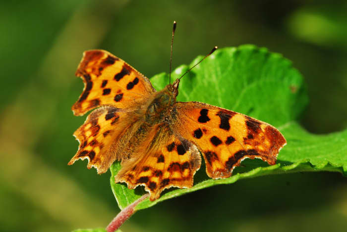Eastern Comma Butterfly – Polygonia comma Family: Nymphalidae (Brush-footed Butterflies)