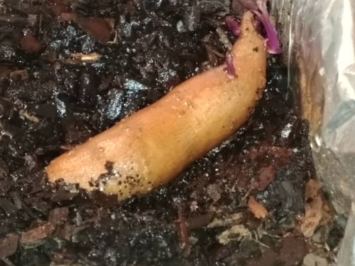 Though the process is different than that of growing regular potatoes, growing sweet potatoes may not be as difficult as you think and this guide will show you how.