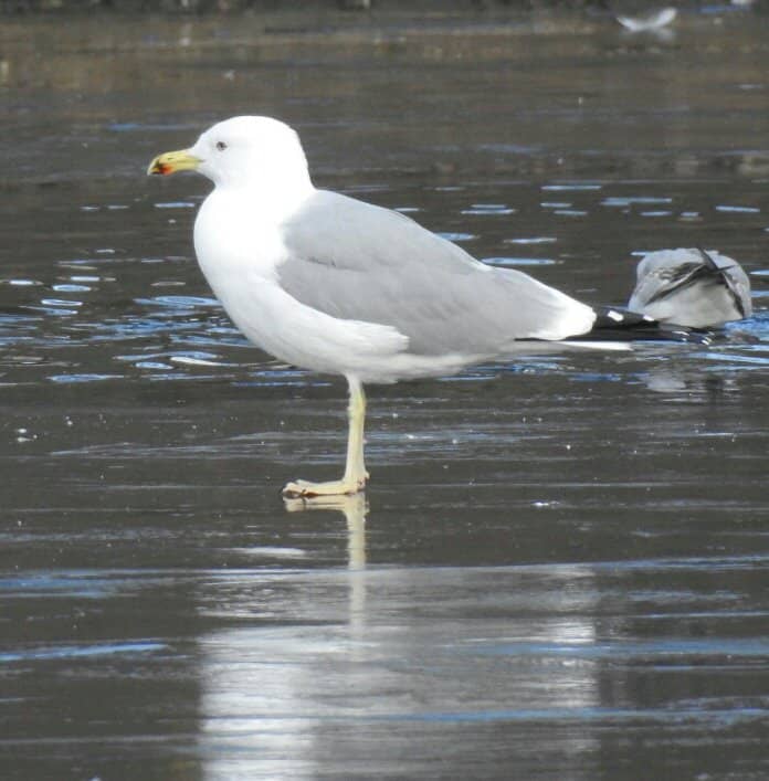And here's the infamous Gull that has left even the foremost experts scratching their heads.