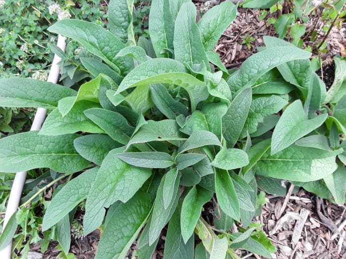 Comfrey is amazingly resilient. This hugelkultur often dries out and the comfrey wilts. But as soon as it gets some water, it springs back to life.