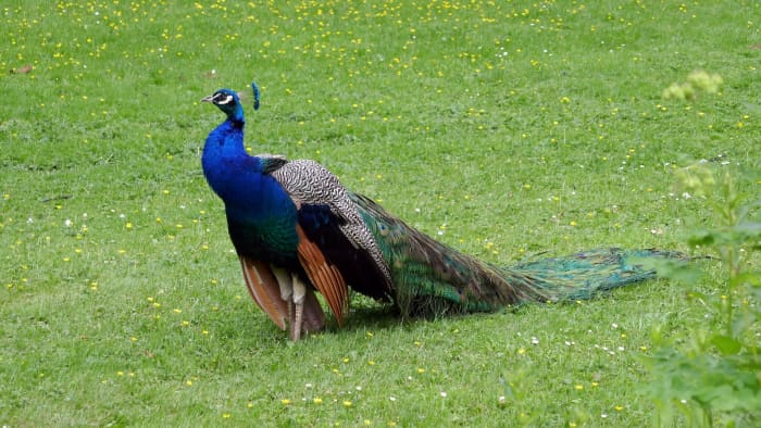 Is the Peacock a Beauty or a Beast - HubPages