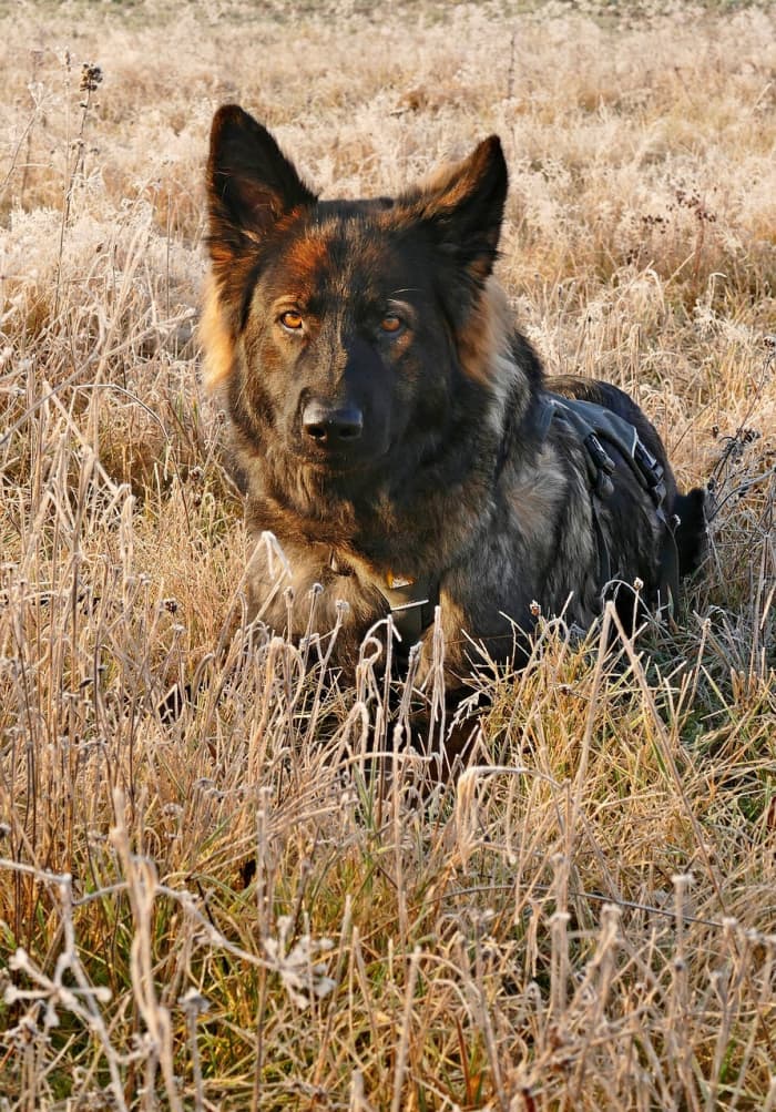 Find out why your German Shepherd might have diarrhea.