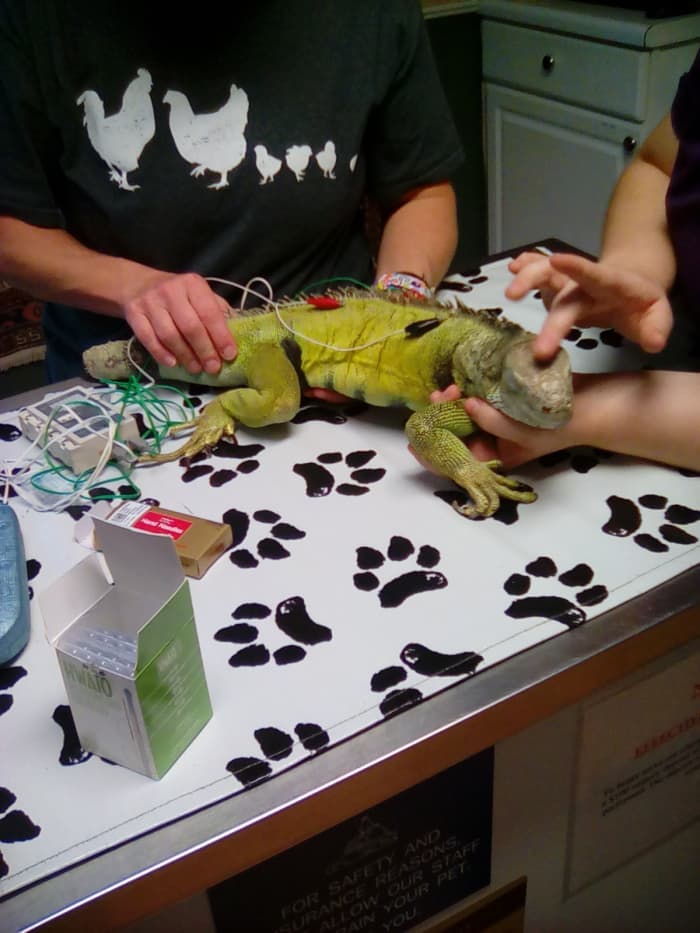 Iguana Can’t Poop? 11 Important Solutions PetHelpful