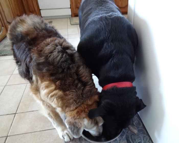 As Cookie got older she developed Cushing's disease which made her thirsty all the time. Here they're sharing a drink together.