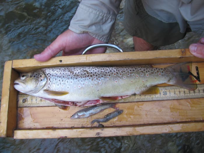 When your target fish are eating bait fish as part of their natural prey, like the brown trout seen here, Rapala lures are an excellent choice.