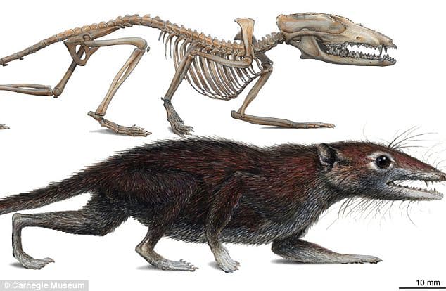 Humans evolved from a small furry mouse-like mammal that lived in trees and bushes 160 million years ago.