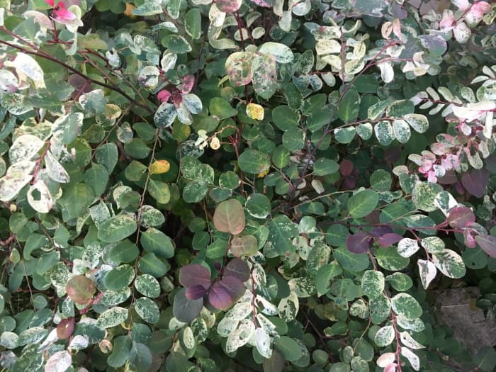 "New growth is bright pink and matures to red and maroon then light brown and/or dark brown." -Gaston