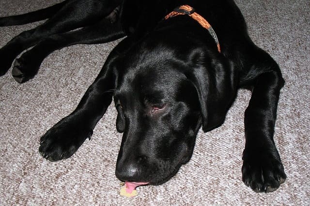 Is you dog licking the carpet or actual food from the carpet?