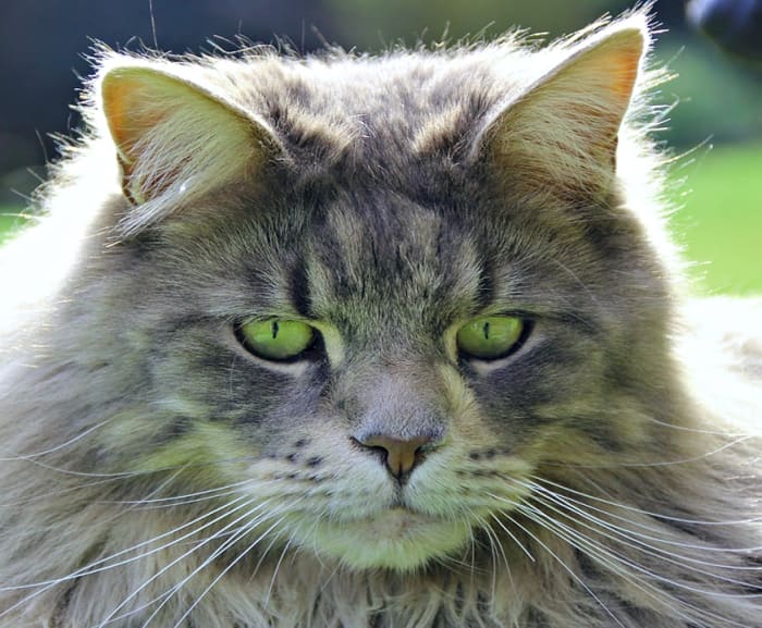 110 Unique Names For Cats With Green Eyes - Pethelpful