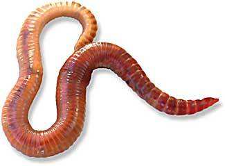 Red wiggler worm (Eisenia foetida)