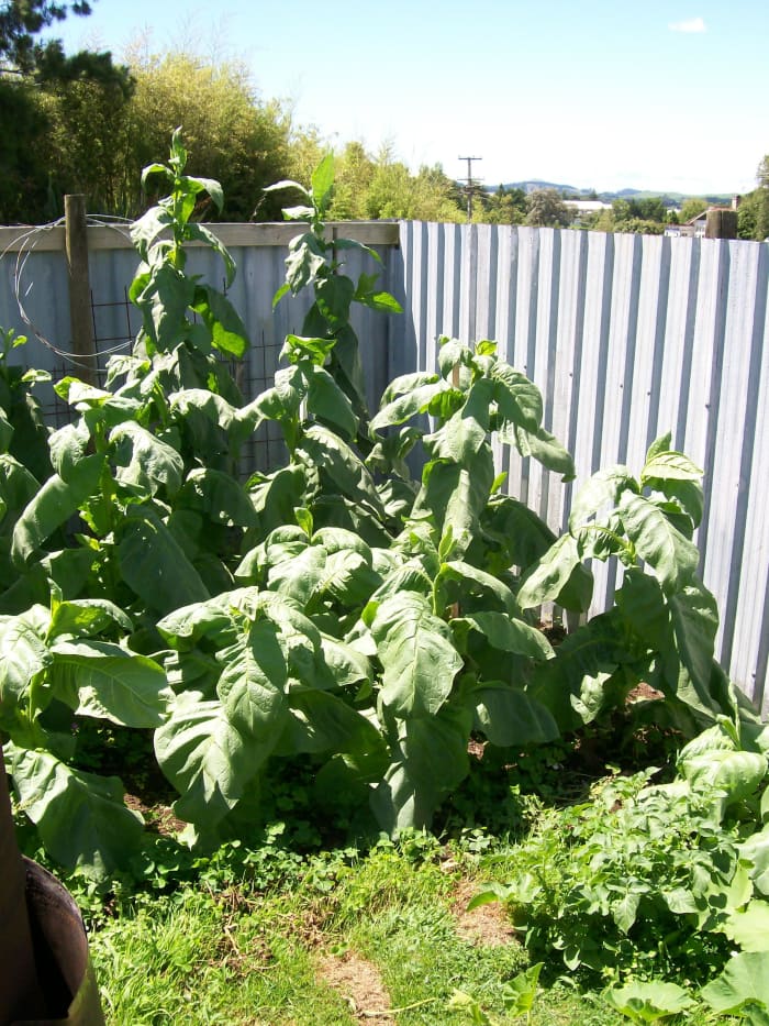 Tobacco plants nearing maturity. Bottom leaves have been harvested from the rear plants. These plants are less than three months older than seedlings.