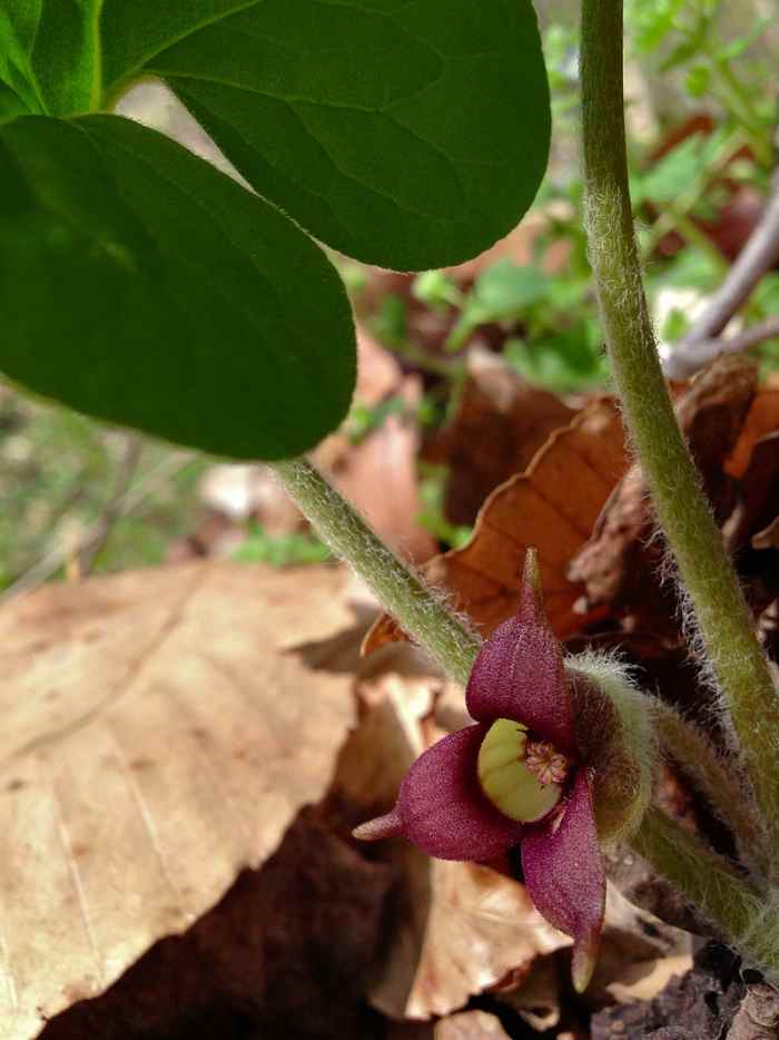 How to Grow Wild Ginger, a Native Plant as a Groundcover Dengarden