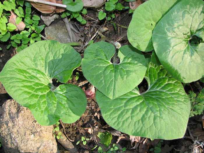 How to Grow Wild Ginger, a Native Plant as a Groundcover Dengarden
