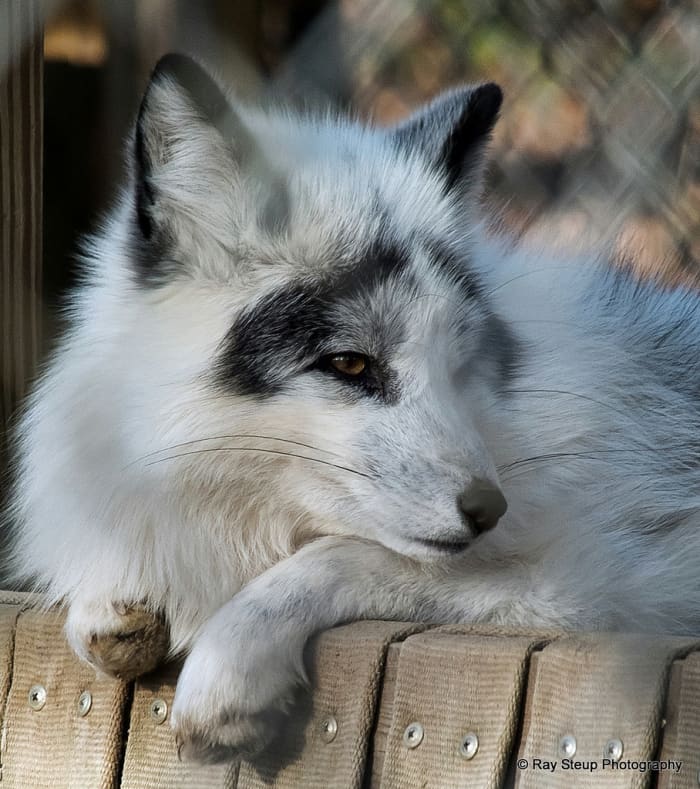 12 Pictures of Canadian Marble Foxes - HubPages