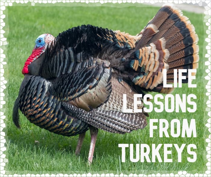Although many people think of turkeys as stupid animals, this is untrue. Their reputations have been unfairly earned because of an inherited neurological disorder, tetanic torticollar spasm. It causes staring at the sky for up to a