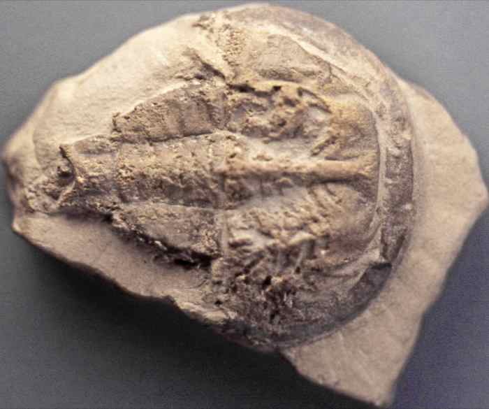 10 Prehistoric Animals That still Alive in the Philippines Today HubPages