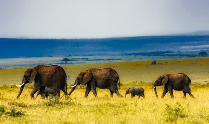 Elephant Folklore in Religious Beliefs - Owlcation