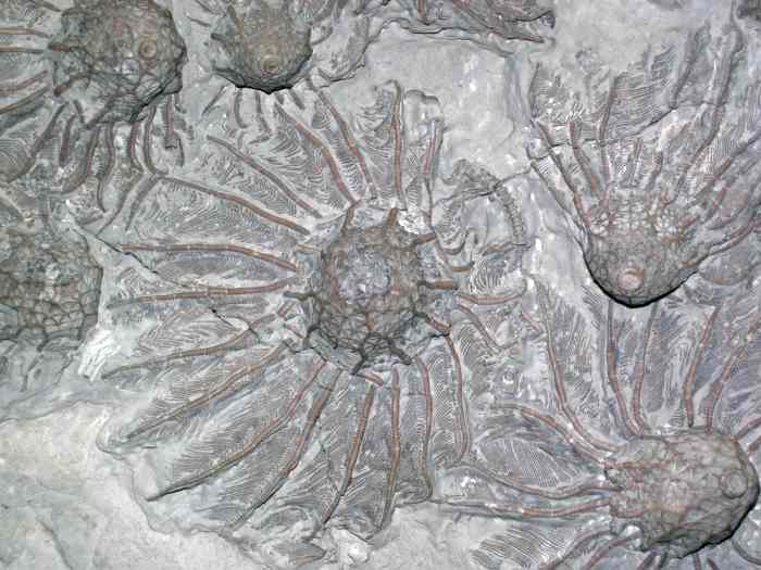 10 Prehistoric Animals That still Alive in the Philippines Today HubPages