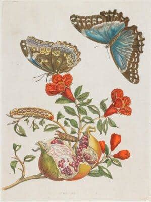 Illuminated Copper engraving from Metamorphosis insectorum Surinamensium, Plate IX. Maria Sibylla Merian, 1705