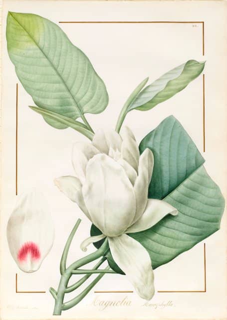 Pierre Joseph Redouté, Metrosyderos glauca (1812). Drawing (watercolour and bodycolour over graphite on vellum, margins ruled in red and gold ink)