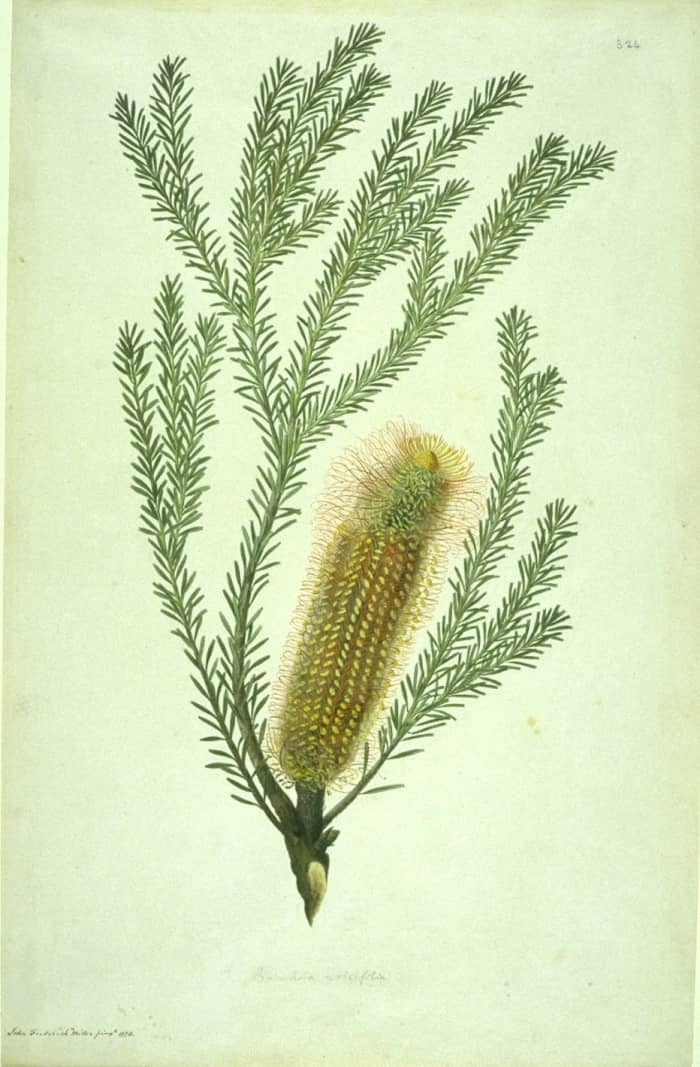 Banksia ericifolia (1773) By Sydney Parkinson and John Frederick Miller. Sydney Parkinson, Sir Joseph Banks' botanical artist who was present when the Banksia genus was first collected at Botany Bay, Australia.